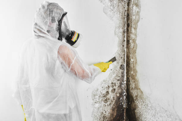Best Post-Flood Mold Remediation in Agua Fria, NM