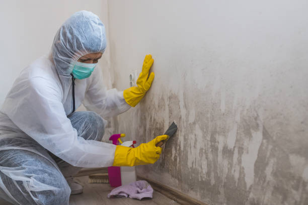 Professional Mold Remediation in Agua Fria, NM