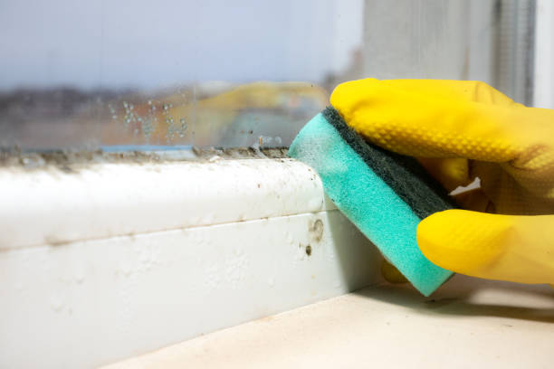 Best HVAC Mold Remediation in Agua Fria, NM